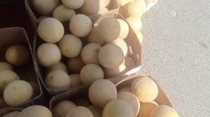 ? Тарвуз Хандалак нархлари Ашроф бозор Пгт Пролетарск Дж Расулов 4 06 2023 й