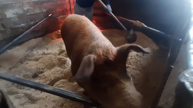 Жанна довольная,я к опоросу готов✅ смотреть онлайн