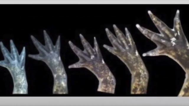 THE SCIENCE BEHIND AXOLOTLS REGENERATION // MYTH VS FACT