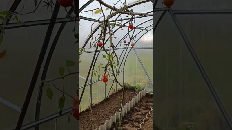 До сих пор едим ещё свои помидоры.  в парнике. Блог о огороде.