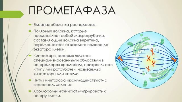 БИОЛОГИЯ. ВСЁ ПРОСТО О МИТОЗЕ смотреть онлайн