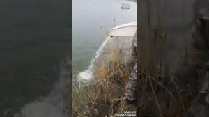 29.04.20. запуск карпа в кокино на большой водоем навеской до 1 кг в общем объеме 1 тонна !!!!!!