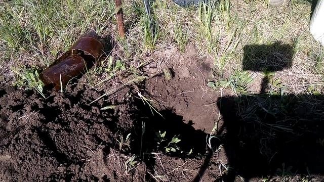 Размножение винограда черенками весной(часть 2).