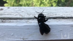 Пчела-плотник. Красная книга Украины и Красная книга РФ