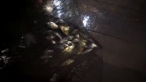 Ловушка, Раколовка для рыбы из Китая (Улов)