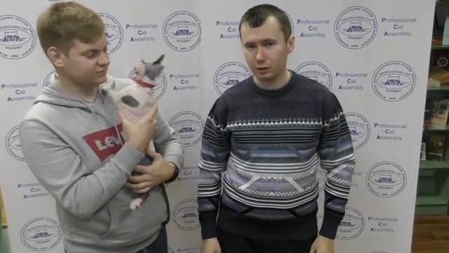 Кто и как выпускает породистых котят.