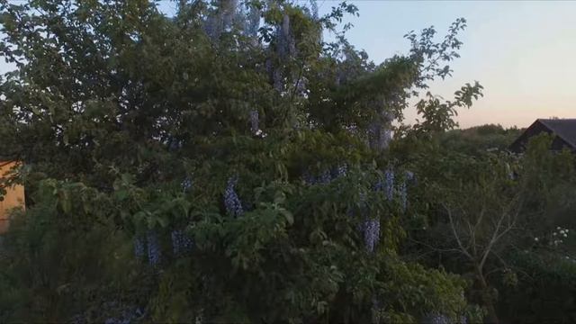 Glicynia смотреть онлайн