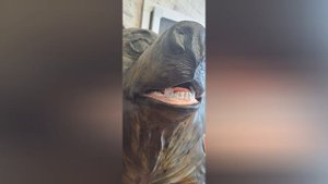 адресная табличка медведь