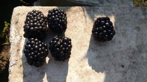 Обзор ежевики сорта ВОН/Blackberry VON