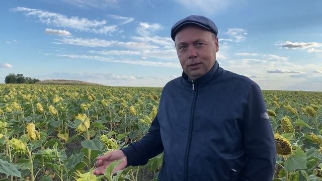 Подсолнечник появился в севообороте ради крупной корневой системы