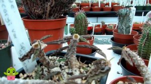 Moving my Euphorbias into the Polytunnel for the Summer & Euphorbia update | Euphorbia collection