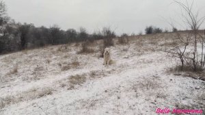 Первый снег прогулка с другом Ка Де Бо.First snow walk with friend Ca De Bo.