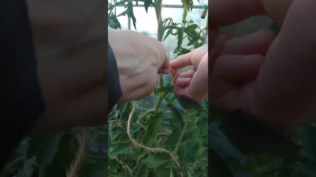 подвязка ТОМАТов свободной петлей, показываю технику подвязки. смотреть онлайн
