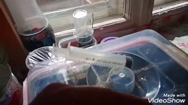 Проращивание 15 много сортов сразу, сравнение способов проращивания семян