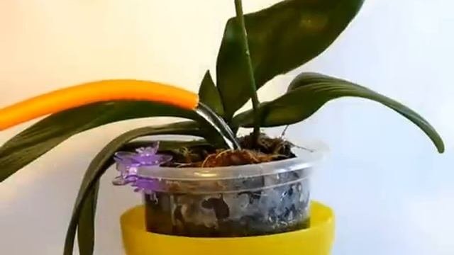 ✅ Как правильно поливать фаленопсис. Самый лучший способ.