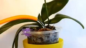 ✅ Как правильно поливать фаленопсис. Самый лучший способ.
