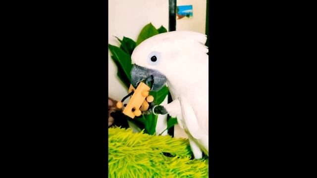 Будни большого попугая Какаду Амбрелла по имени Нина смотреть онлайн