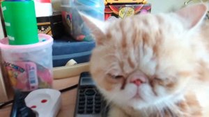 Как ухаживать за котом?