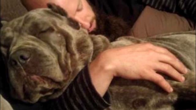 Спасённая собака так боялась людей, что прекращала дышать рядом с ними, теперь её не узнать смотреть онлайн