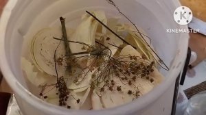 ?Очень вкусная солёная красная капуста.?