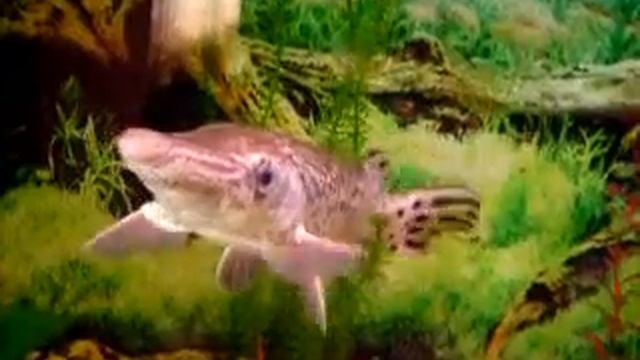Красивая Щука в Большом Аквариуме в Офисе. смотреть онлайн