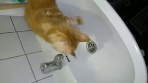 Супер мейкун