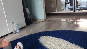 Чихуахуа выполняет команды сидеть и принеси / Обучение щенка послушанию