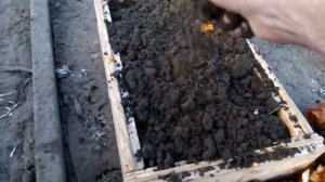 Выращивание подвоя(дички) яблони и груши после стратификации и без