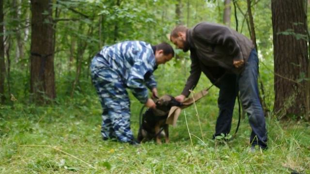 Аренда животных. Животные для съемок , фотосессий, мероприятий. +79295302178 смотреть онлайн