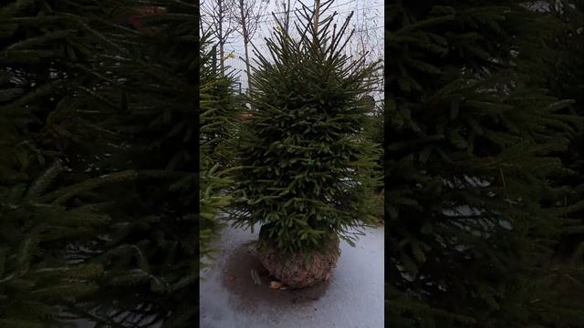 Новогодняя ель #цветыворонеж #елка #новогодняяель #пихта #ельвгоршке