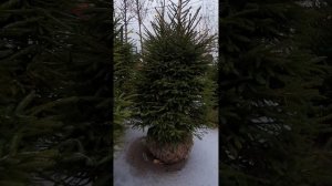 Новогодняя ель #цветыворонеж #елка #новогодняяель #пихта #ельвгоршке