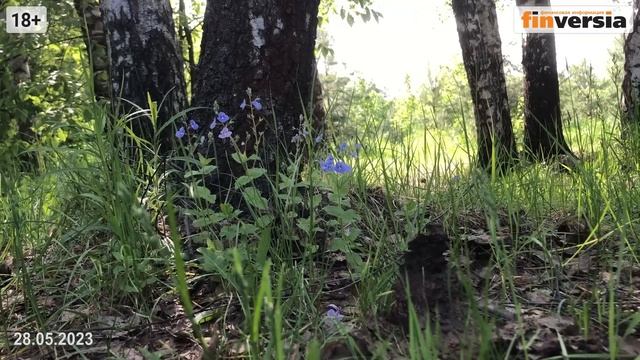 Рынки США и России: это просто праздник какой-то… Блог Яна Арта - 28.05.2023