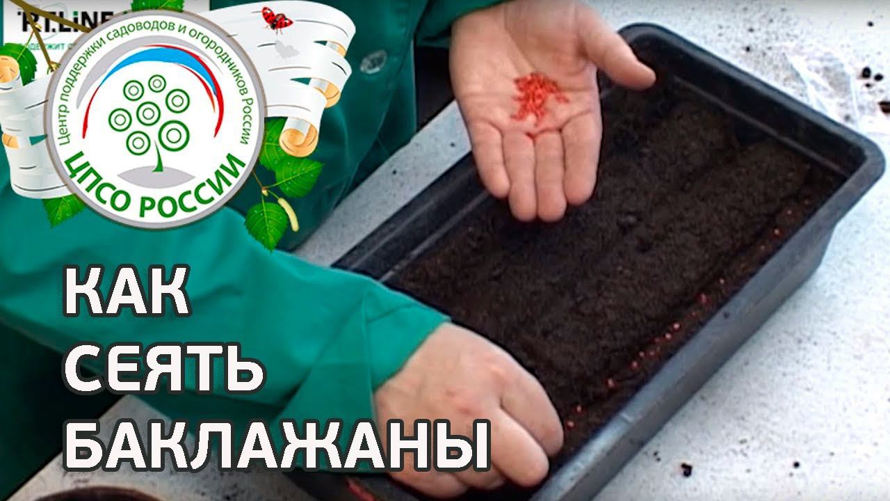 Как сеять баклажаны. Посев семян баклажанов на рассаду.