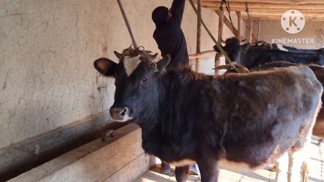 АРЗОНЧИ УКАМИЗ ЯАНА ЗУРЛАРДАН ОЛИМ КЕПТИ ПУЛИ АРЗОН БУГОЗЛАР СОТИЛАДИ ШОШЛИН ДУСЛАР БУГУН