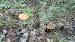 поход за грибами