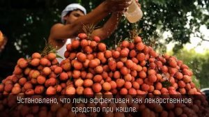 ⭐️ 5 ИНТЕРЕСНЫХ фактов о азиатском фрукте ЛИЧИ