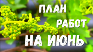 Работы на винограднике в июне