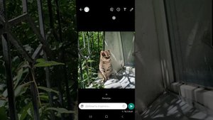 Два удобных способа редактировать фото в Ватсапе