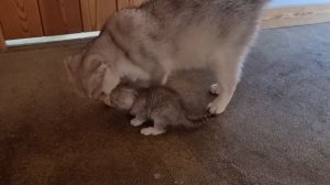 Кошка переносит котят обратно в коробку и не позволяет знакомится з папой котом