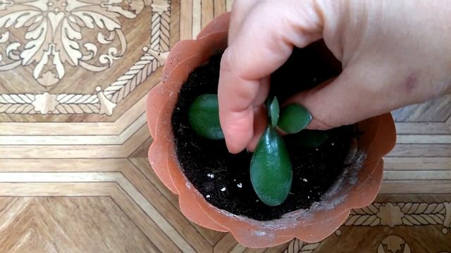 Размножение толстянки, денежного дерева. Propagation of Crassula, money tree. смотреть онлайн
