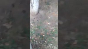 ищу каштаны и жёлуди для горького и кости видео рил моё