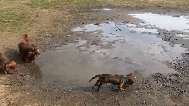 Интеллектуальный полный привод:)
