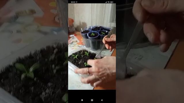 пикировка эустомы смотреть онлайн