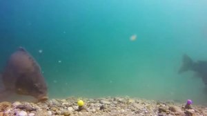 Подводная съемка поклевки карпа HD