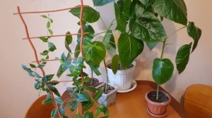 Мальпигия и тамарилло. Выращивание в домашних условиях