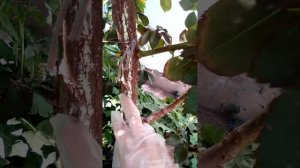 Плетистая роза "Пьер де Ронсар", разбор куста,  почка, обрезка, настоящий лист, скелетные побеги.