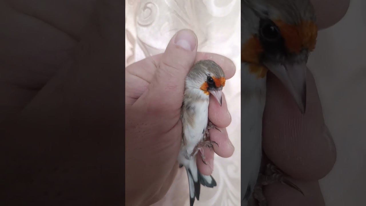 shchegol sedogolovyy 12.12.2023. смотреть онлайн