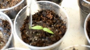 Мастер-класс по выращиванию белых баклажанов: от посева на рассаду до вкусного блюда