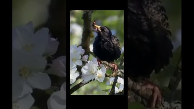 Звуки в деревне
