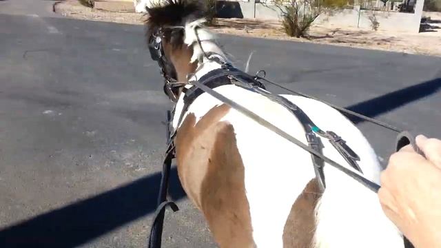 Driving a mini horse смотреть онлайн